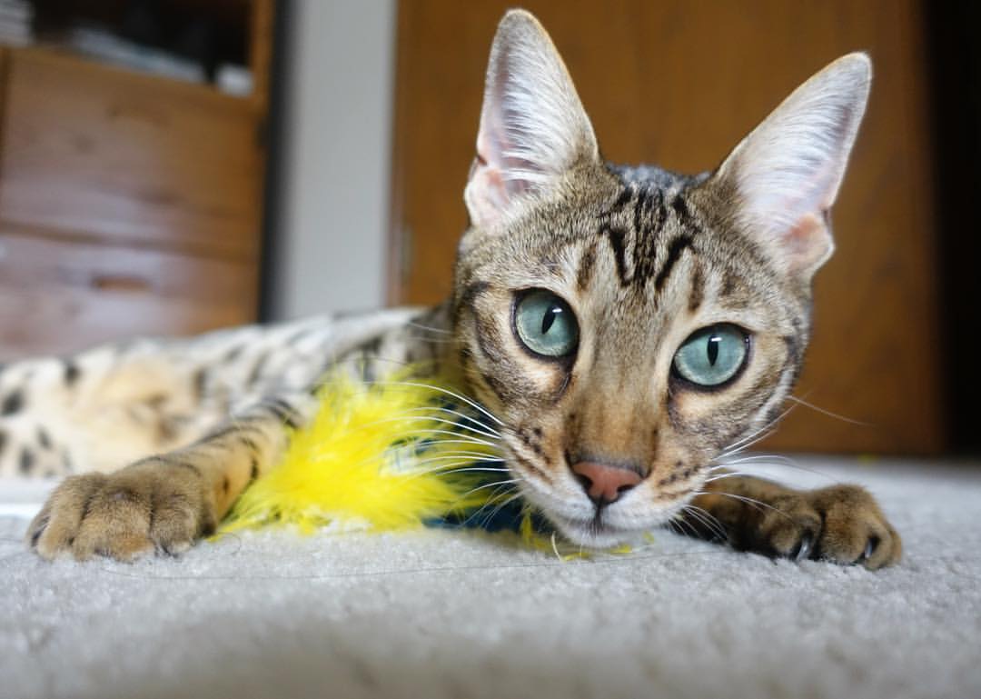 kaiyun网站-4-2-3-1阵型的应用让意甲高手纷纷获胜，意甲进攻型球队