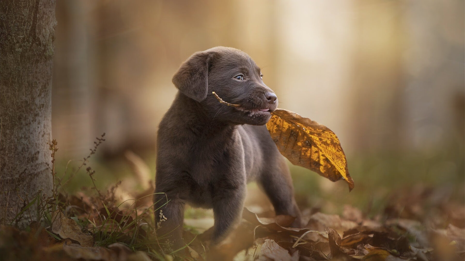 _酷炫霓虹滑板:城市夜行的时尚运动_,滑板 炫酷