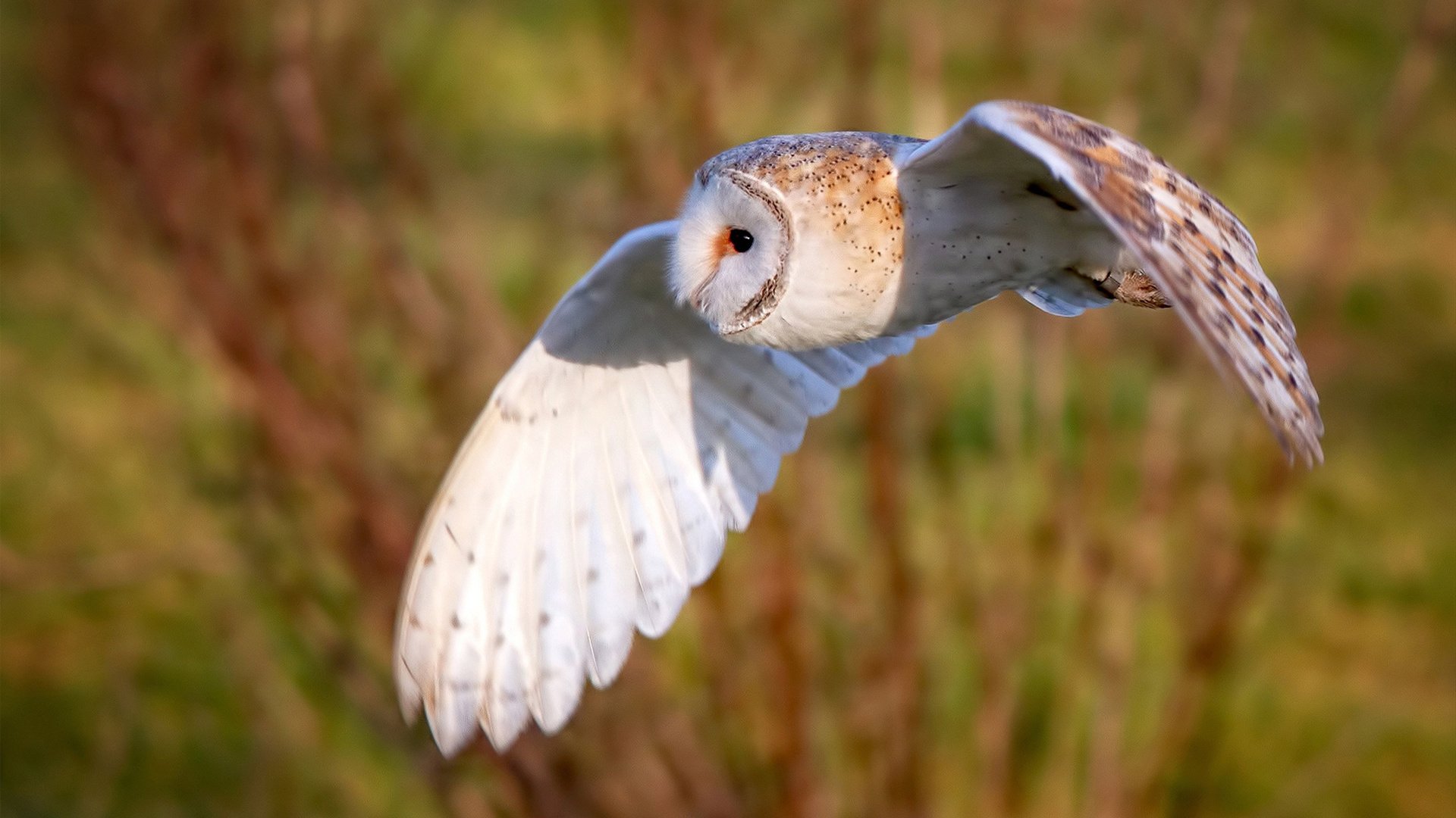 kaiyun官方网站-冬季越野滑雪，雪白世界的速度冒险，越野滑雪视频