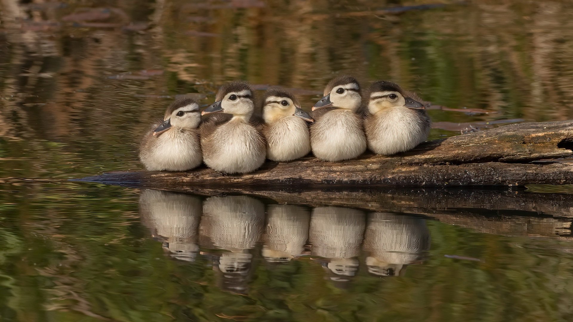 开云体育APP下载-切尔西3-2逆转阿森纳，哈弗茨关键破门，切尔西对阿森纳足球魔方