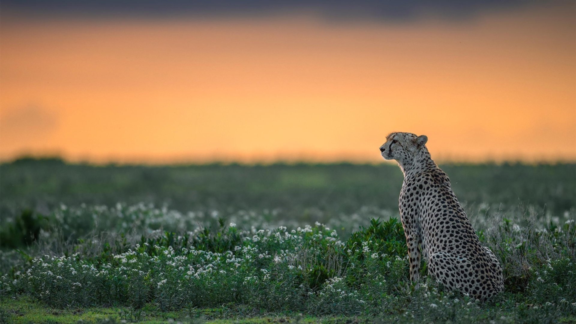 加西亚强调德布劳内在国家队中的关键作用。,加西亚vs德文哈尼