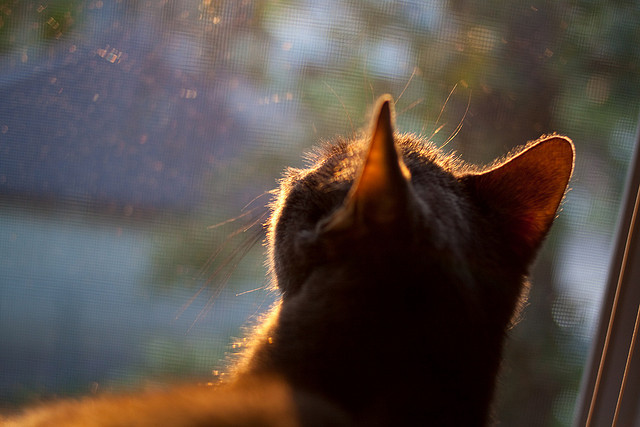 开云官网APP下载-勇士新秀崭露头角，成为球队未来希望，勇士错过的新秀