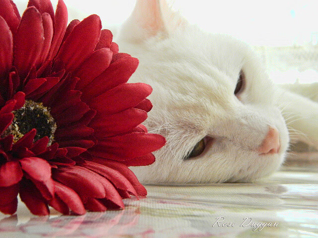 开云kaiyun-日本马术协会举办马术教练培训班，提升教练员水平。，日本马术运动员