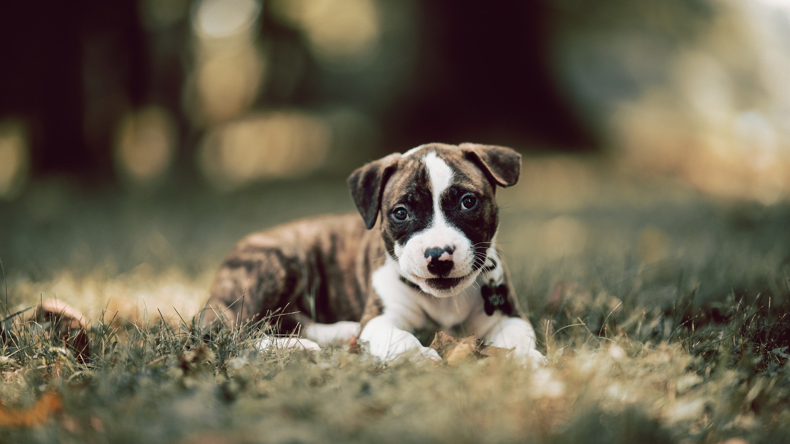 亚洲顶尖俱乐部足球赛事火热进行中，亚洲一流足球俱乐部