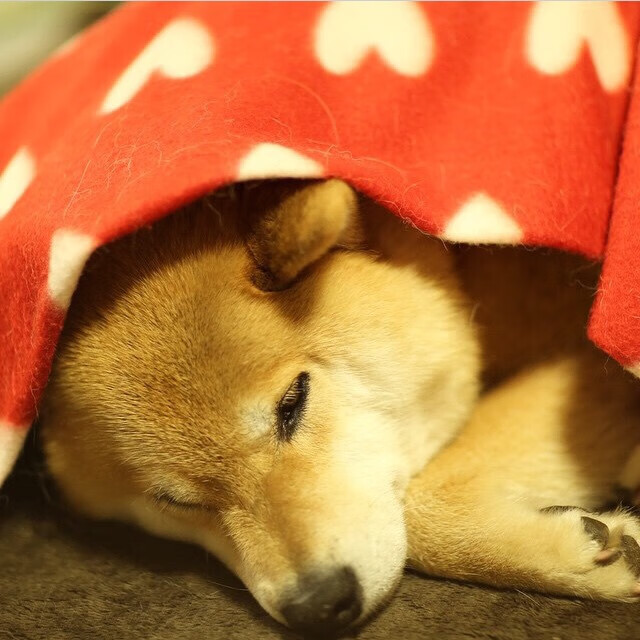 kaiyun中国官方网站-巴西篮球比赛中出现超级连胜，刷新纪录，巴西 篮球