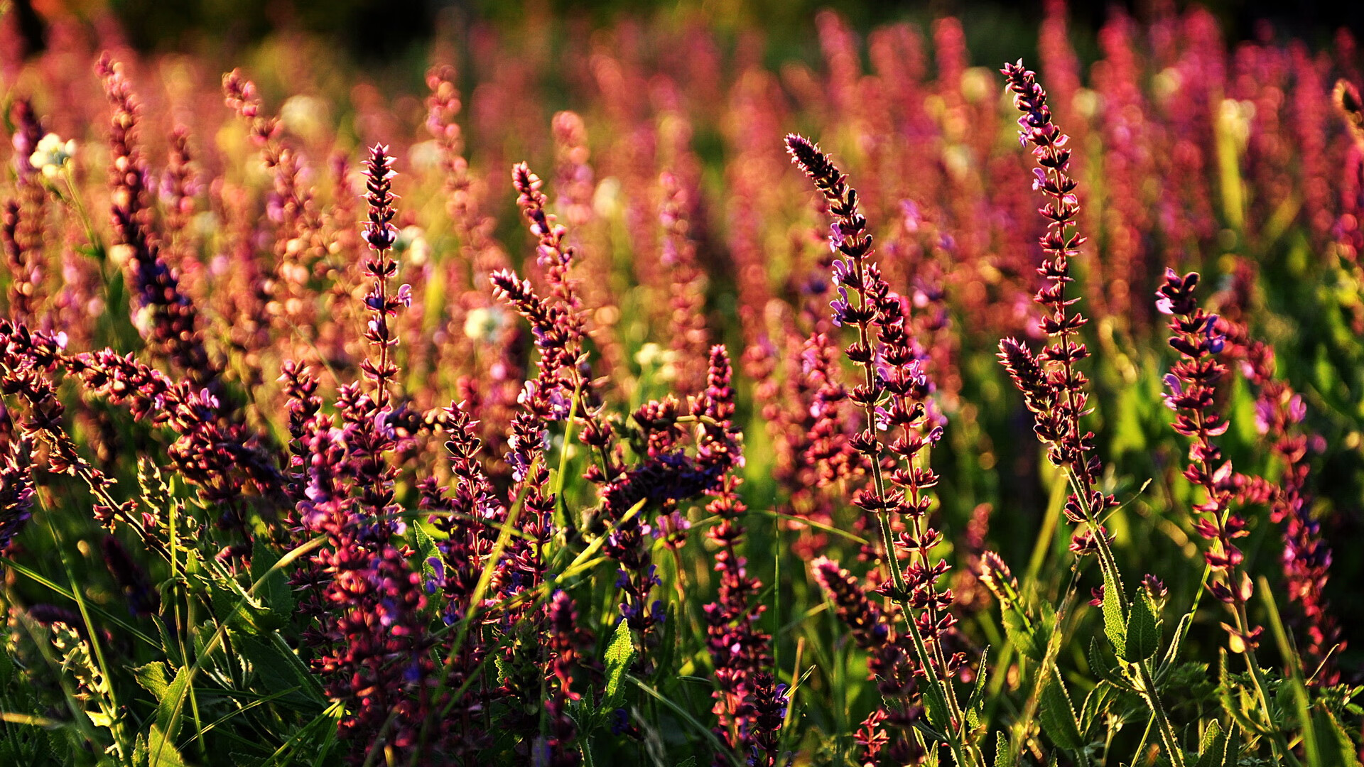 拜仁慕尼黑力克多特蒙德,晋级形势一片大好,拜仁慕尼黑vs多特蒙德谁赢了