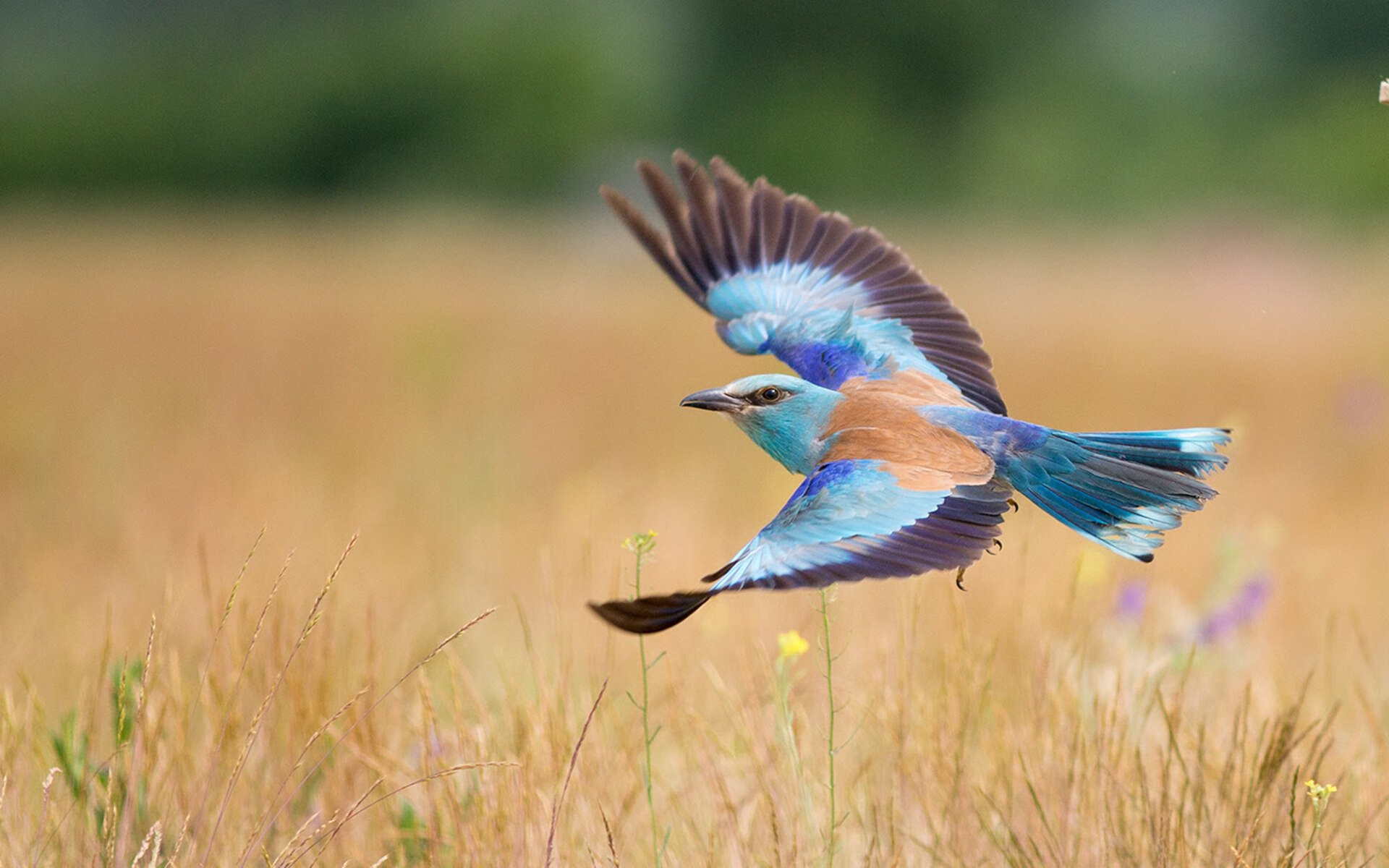 开云官方网站-摩纳哥意图挑衅马赛，力争左右比赛走势，摩纳哥对马赛历史战绩