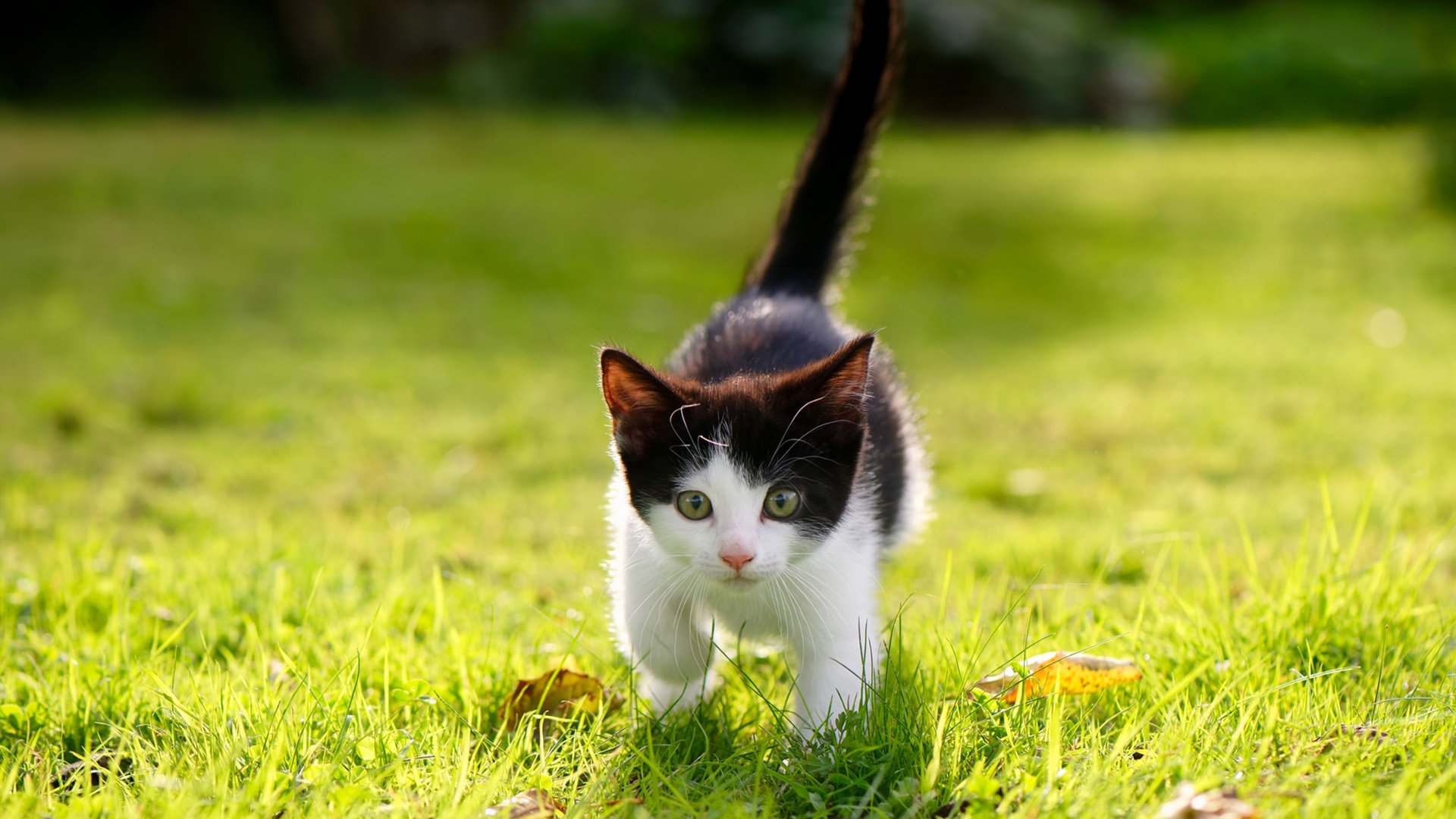 摩纳哥意图挑衅马赛,力争左右比赛走势,摩纳哥对马赛历史战绩