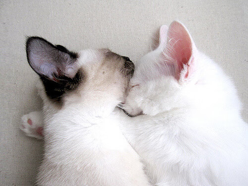 Kaiyun APP-法甲球队备战全力，冠军希望渺茫，法甲球队介绍