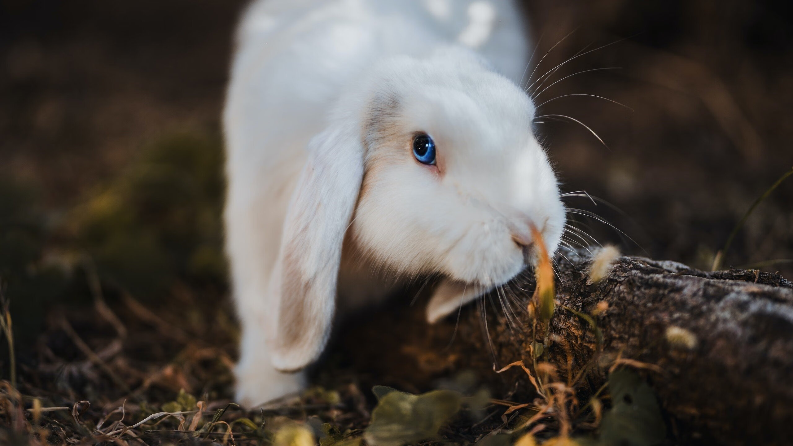 电竞游戏公平竞技机制的技术实现与玩家满意度研究,公平竞技的网游