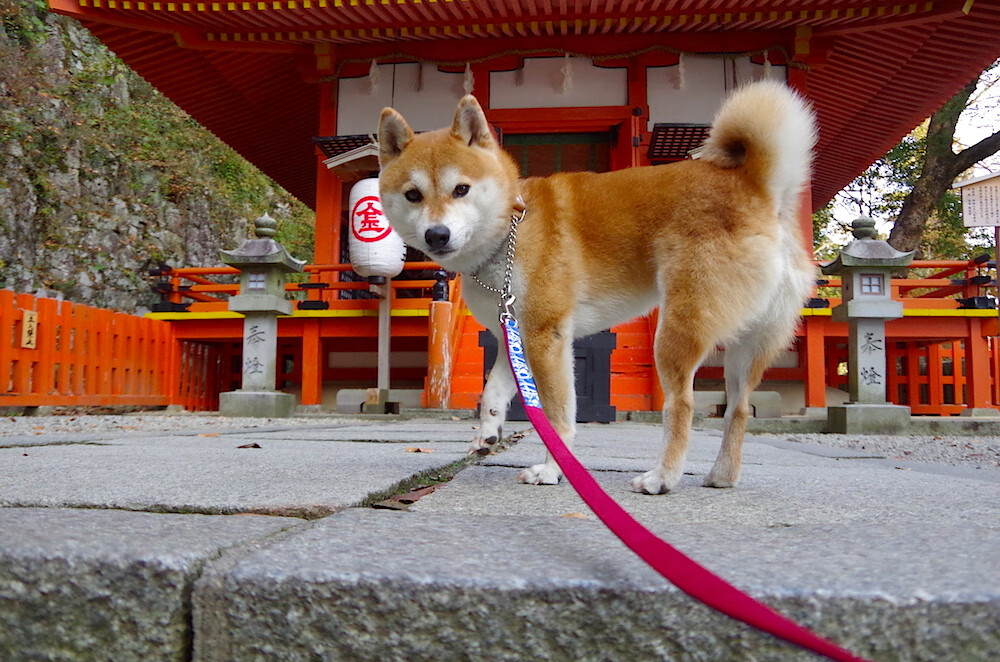 开云·Kaiyun网页版-青岛男篮攻防转换更加高效，青岛男篮吧