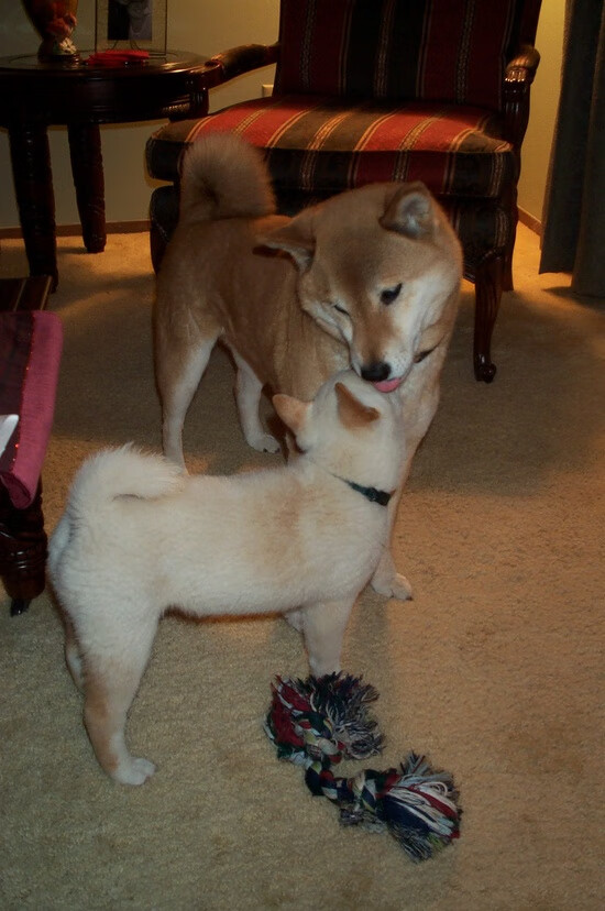 中国篮球职业联赛赛事直播互动技术研究,篮球比赛直播系统