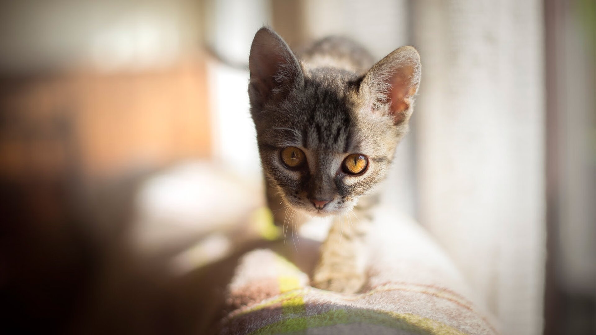 尼斯控球能力修炼提升比赛节奏把握,尼斯edhec