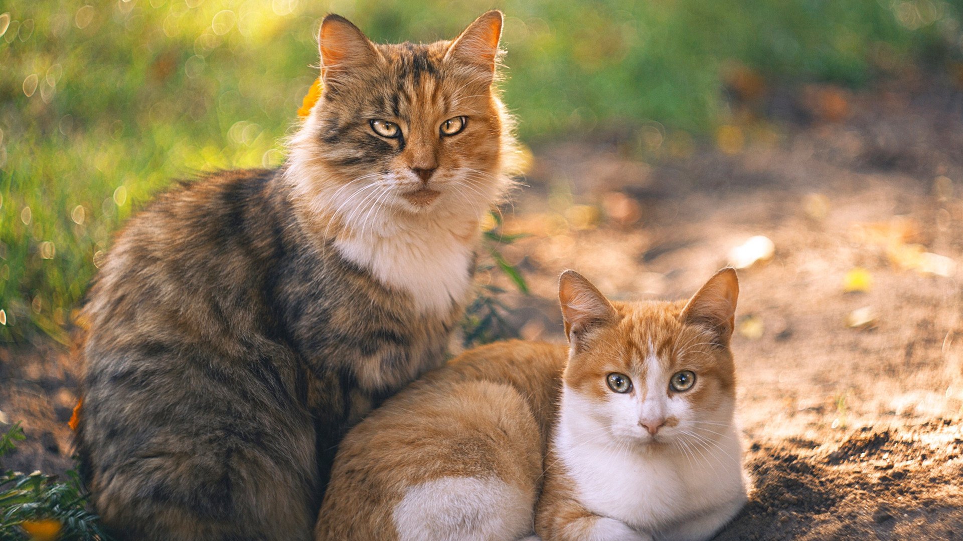 开云官方-体育明星拍摄公益宣传片引发广泛讨论，体育明星为主题的海报