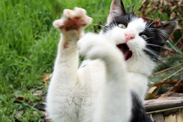 体育新闻中心粉丝互动报道,体育新闻报道视频