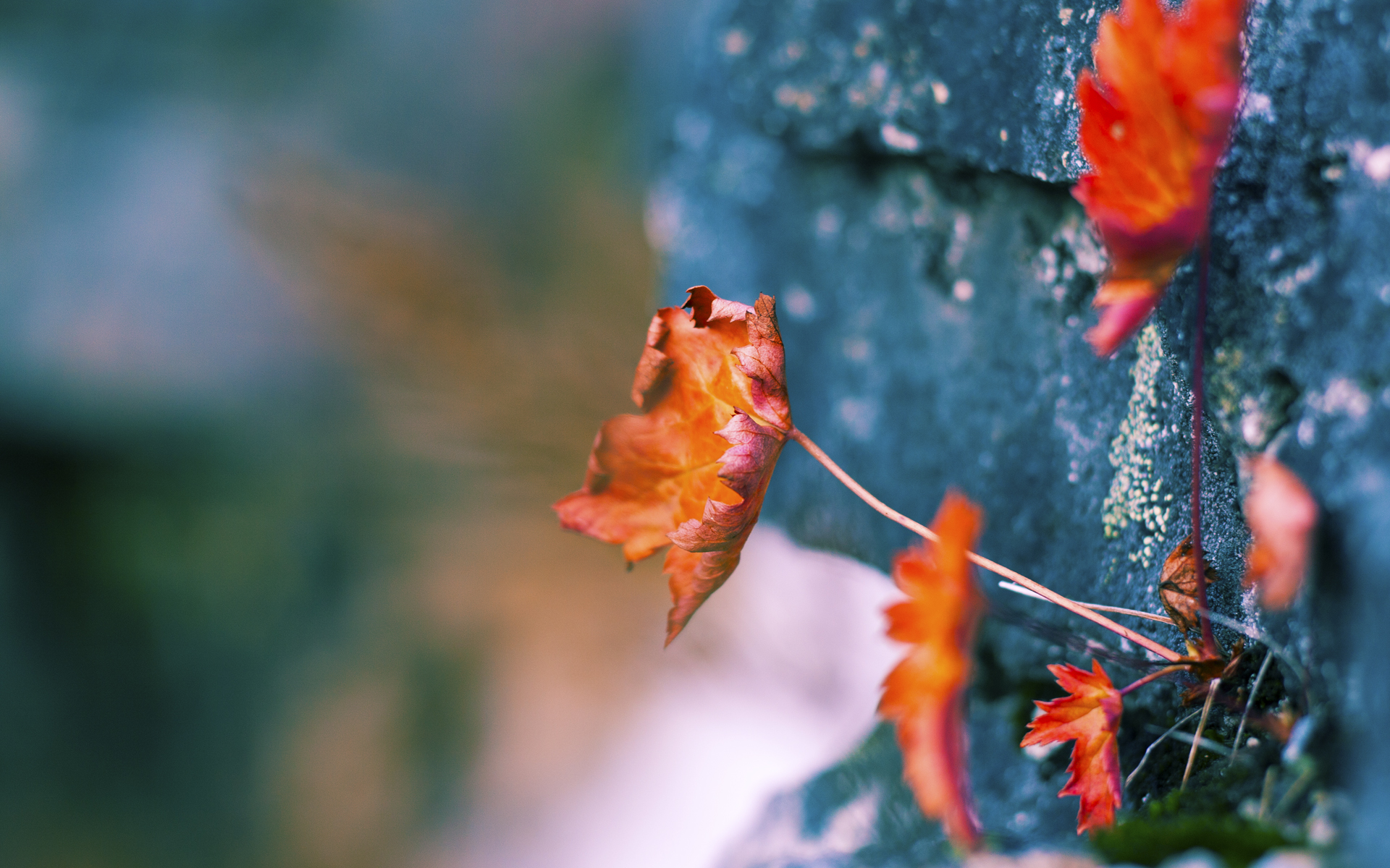 德甲比赛中的技术支持设备升级