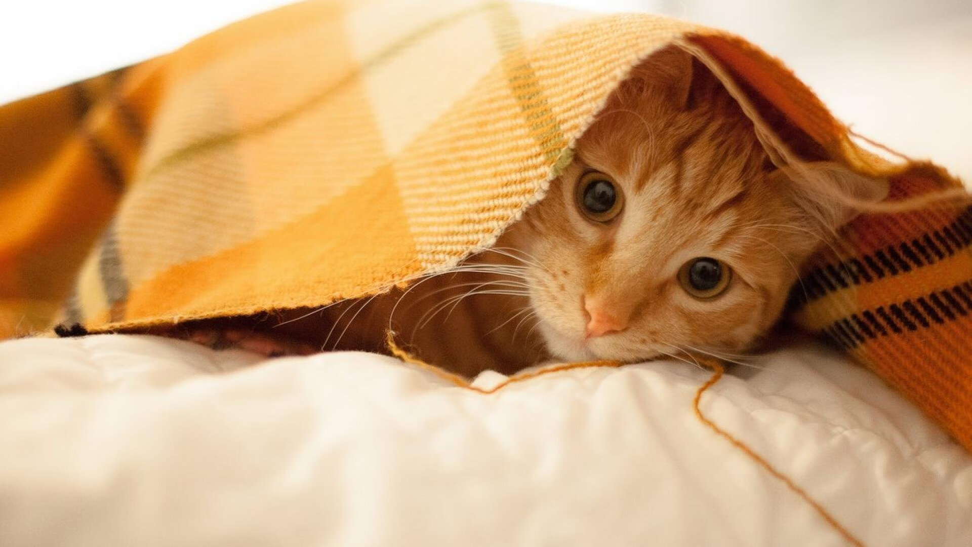 德甲攻防大战:节奏快、精彩纷呈!,德甲防守